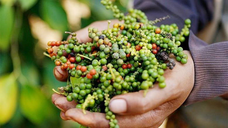 Giá tiêu hôm nay ghi nhận xu hướng đi ngang tại các vùng nguyên liệu trọng điểm