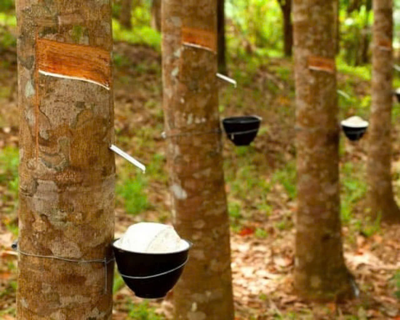 Thị trường cao su châu Á chịu áp lực điều chỉnh trong phiên giao dịch ngày 2/9