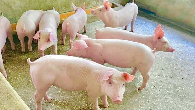 Giá heo hơi miền Bắc duy trì mức cao nhất cả nước trong ngày 2/9