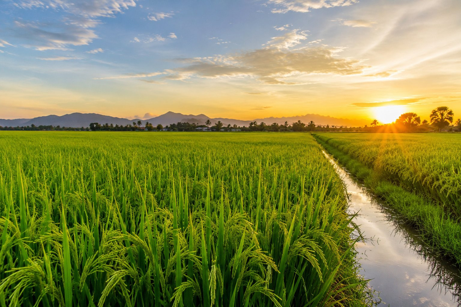 Thị trường lúa gạo nguyên liệu duy trì mặt bằng giá ổn định