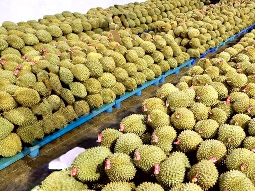 Ước tính trong 8 tháng năm 2026, xuất khẩu sầu riêng đạt 1,97 tỷ USD, tăng 28,3% so với cùng kỳ