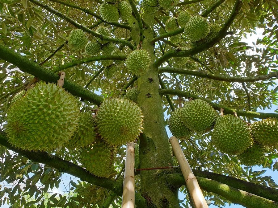 Giá sầu riêng hôm nay 5/9: Thị trường ổn định