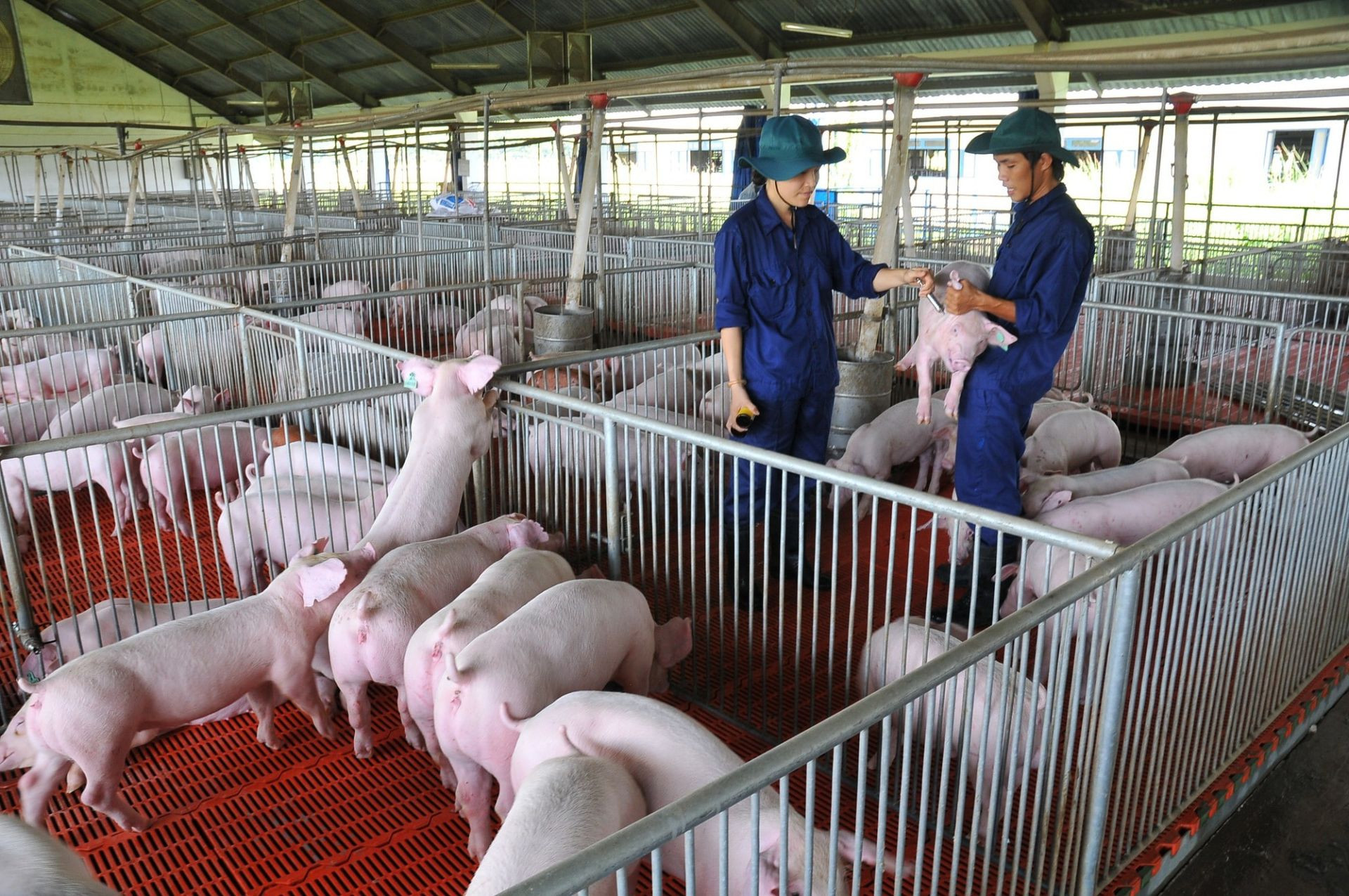 Giá heo hơi tại miền Bắc chạm mốc 60.000 đồng/kg