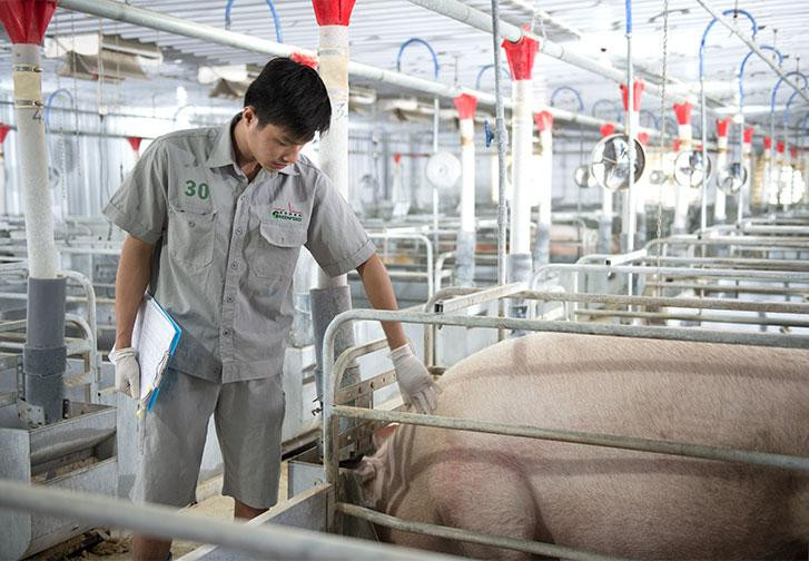 Giá heo hơi miền Bắc tăng trở lại mốc 60.000 đồng/kg