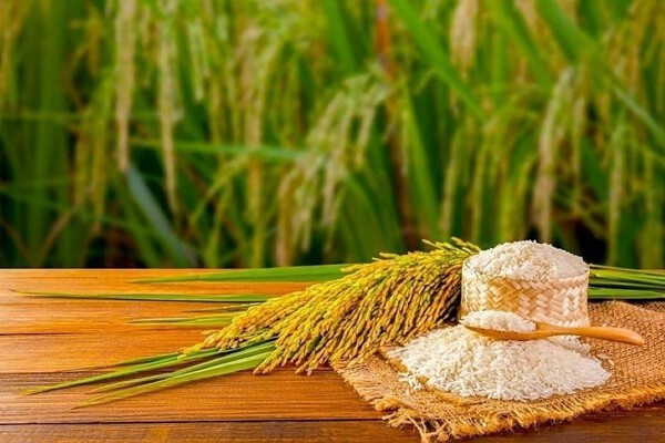 Thị trường lúa gạo Đồng bằng sông Cửu Long duy trì trạng thái ổn định