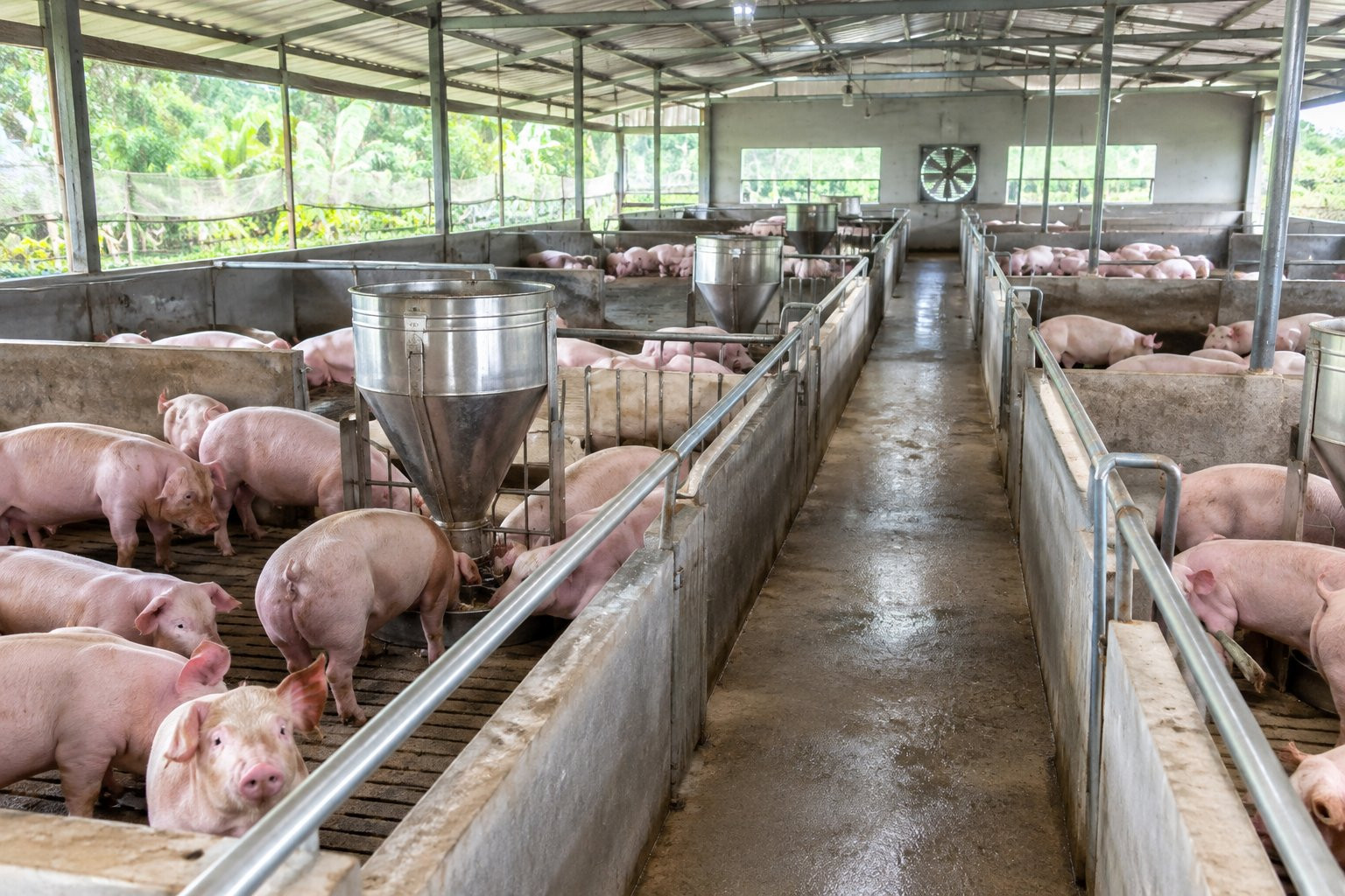 Thị trường heo hơi duy trì ổn định