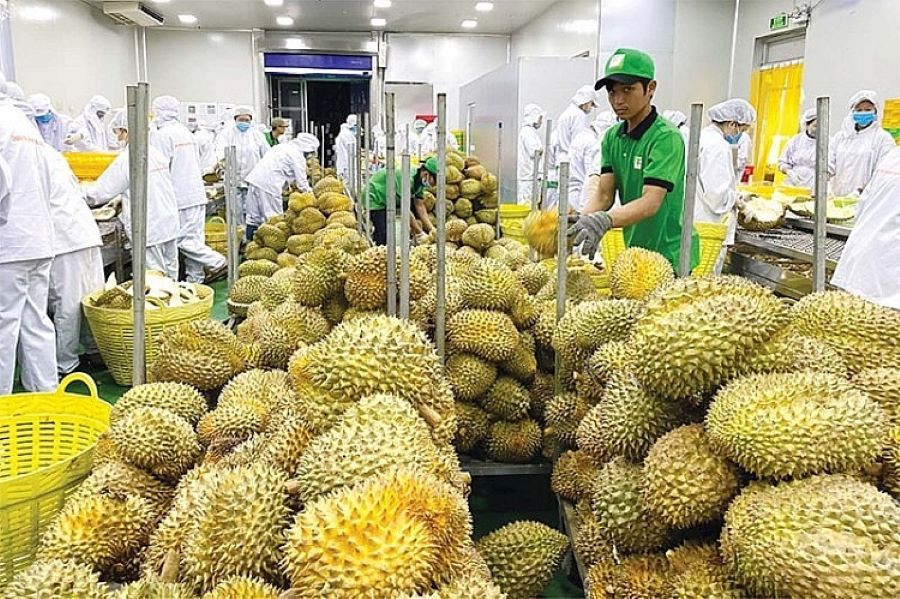 Kiểm tra và giám sát cơ sở đóng gói sầu riêng xuất khẩu