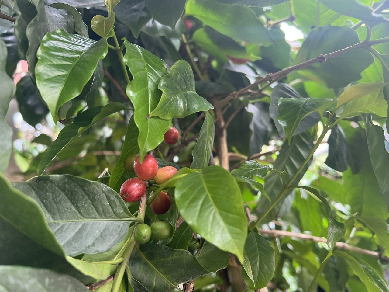 Giá cà phê nội địa giảm 500 đồng/kg trong phiên giao dịch ngày 9/9/2026
