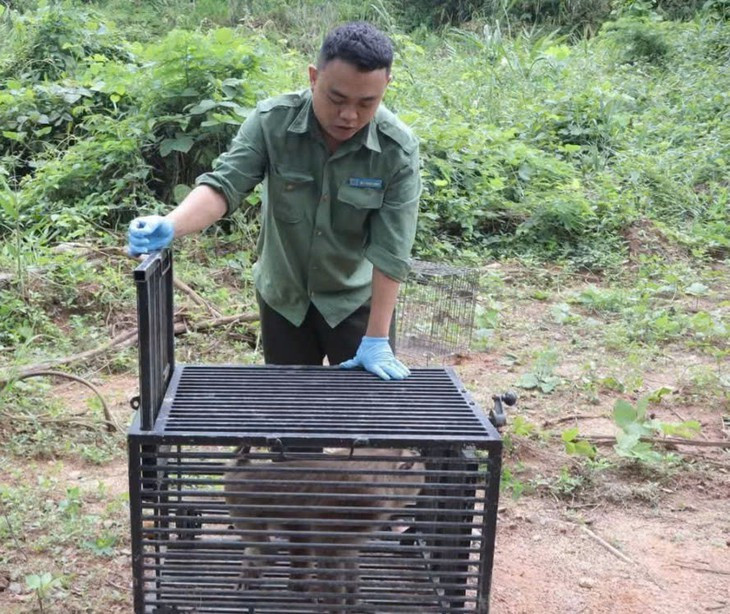 Cận cảnh loạt động vật quý hiếm vừa thả về rừng Tây Nguyên- Ảnh 2.