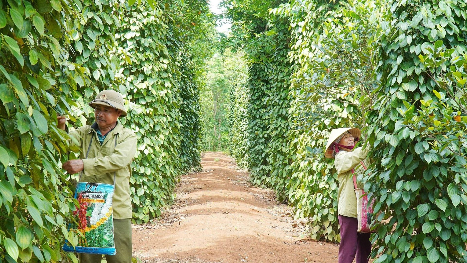 Giá hồ tiêu trong nước bất ngờ tăng 2.000-4.000 đồng/kg sau nhiều ngày đi ngang.