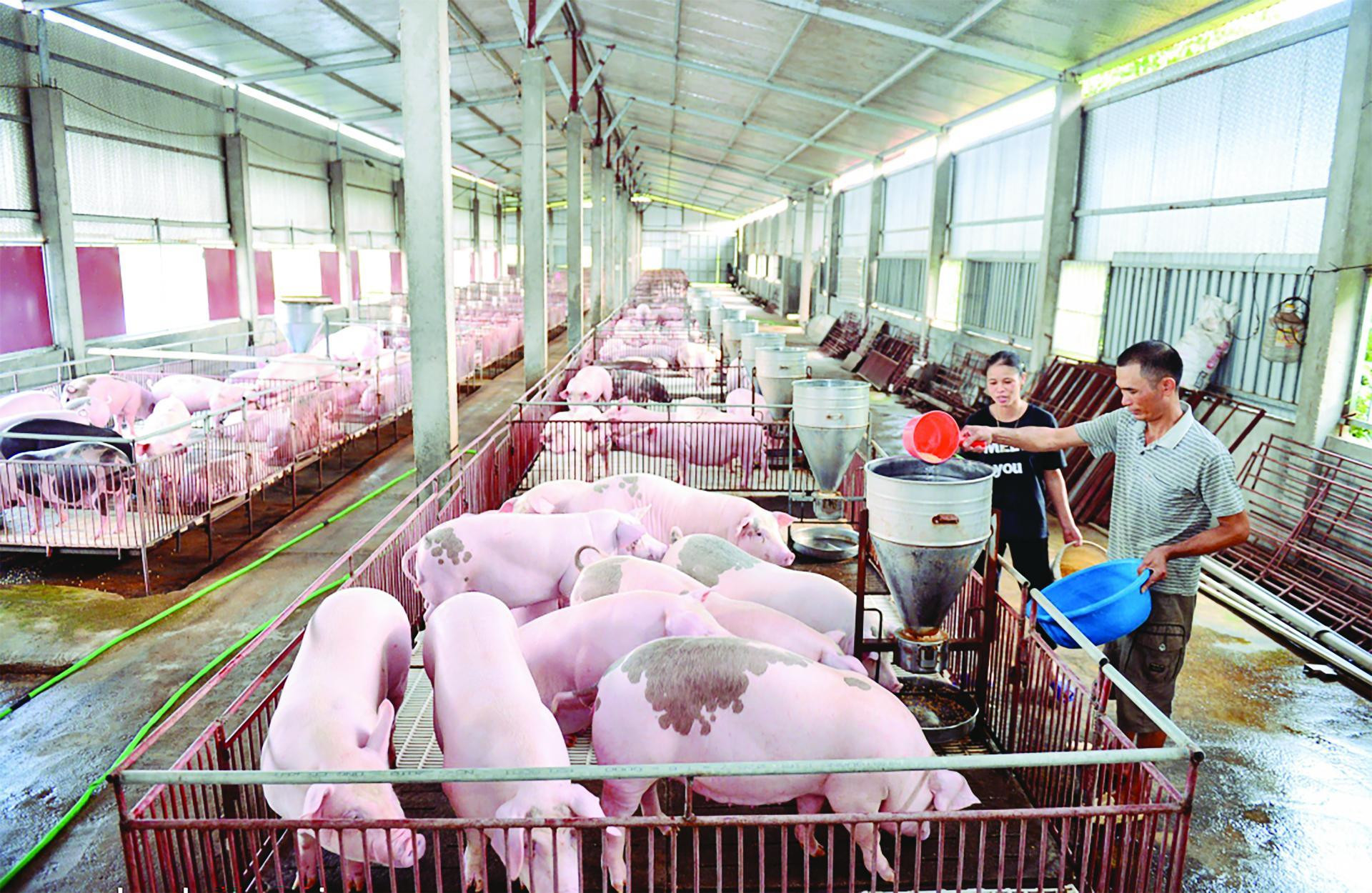 Giá heo hơi tại cả ba miền tiếp tục đi ngang trong khoảng 57.000-60.000 đồng/kg. (Ảnh Internet)