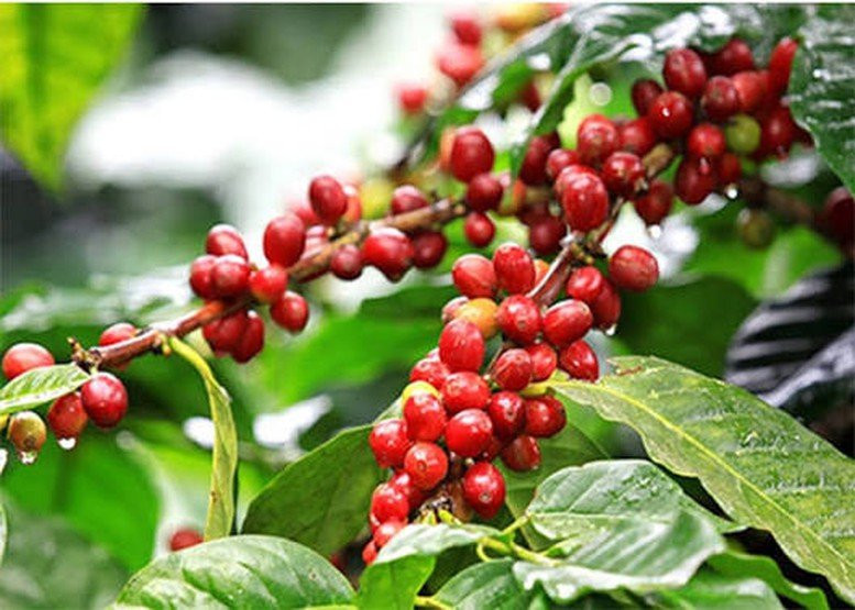 Nông sản Việt Nam cần sớm thích ứng quy định chống mất rừng của Vương quốc Anh