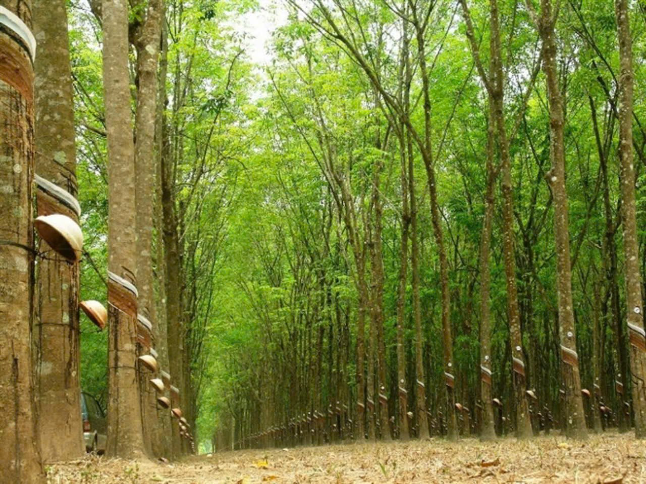 Giá cao su hôm nay 17/9: Tiếp tục giảm