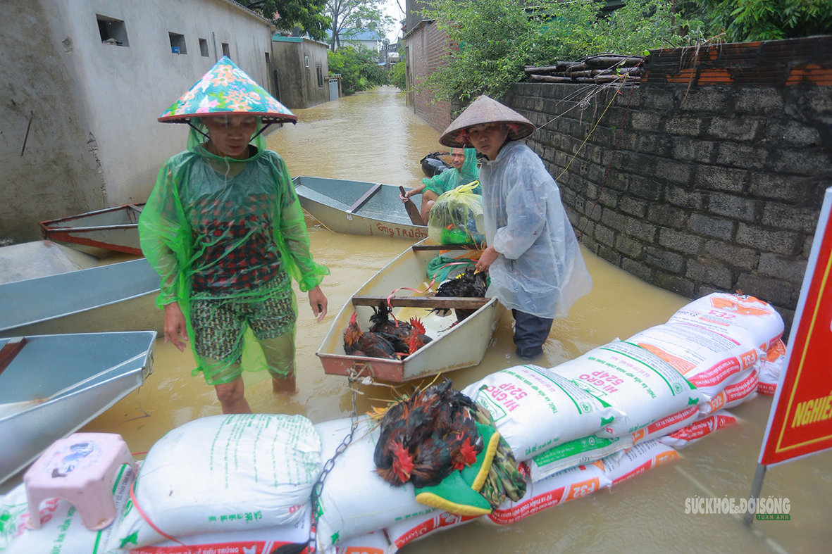 Làng quê ngoại thành Hà Nội ngập sâu, người dân bì bõm chuyển tài sản - Ảnh 7.