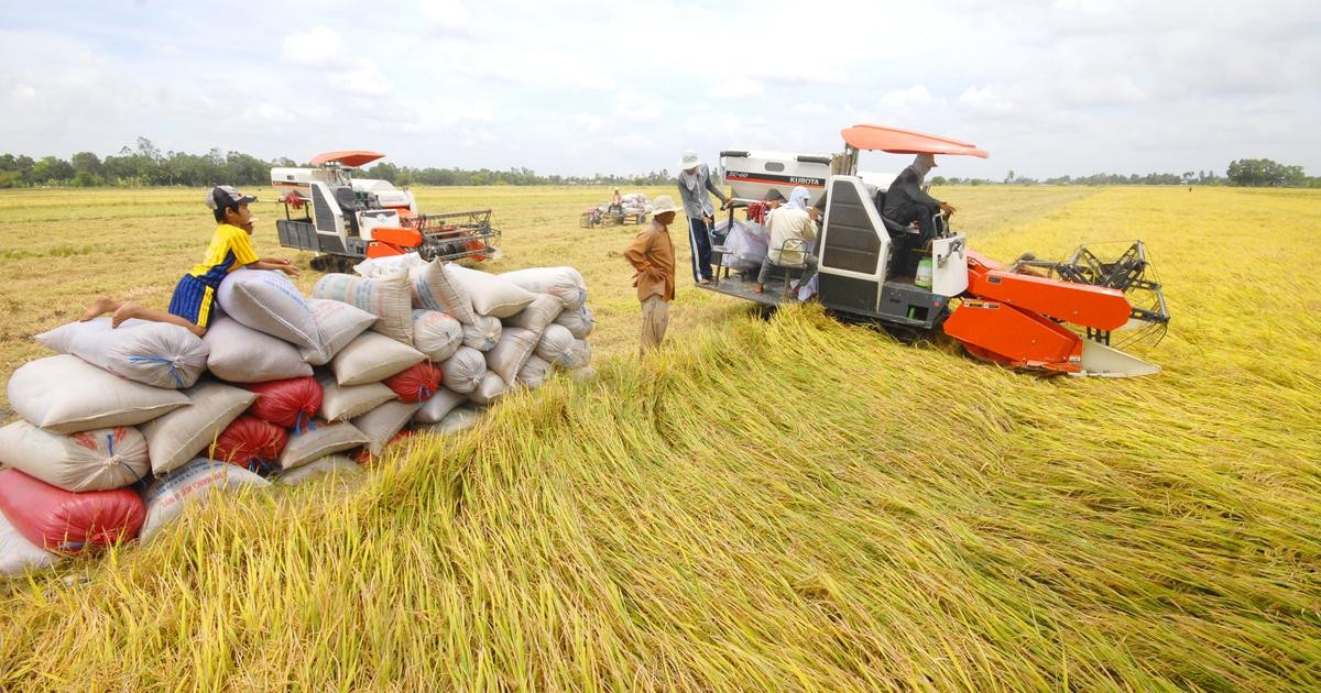 Thị trường lúa gạo Đồng bằng sông Cửu Long được dự báo tiếp tục đi ngang trong ngày 21/9