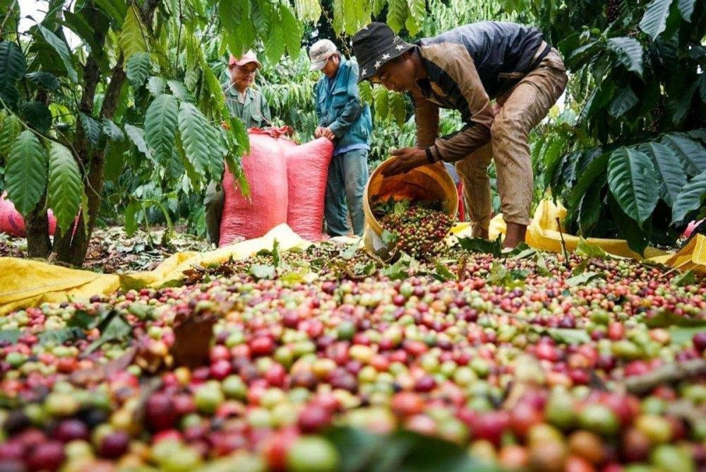 Giá cà phê trong nước rời mốc 94.000 đồng/kg