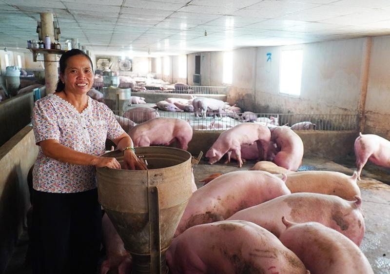 Giá heo hơi tại miền Bắc phục hồi lên mốc 60.000 đồng mỗi kg