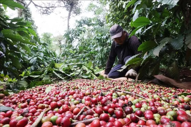 Giá cà phê trong nước đi ngược thế giới- Ảnh 1. Giá cà phê trong nước đi ngược thế giới- Ảnh 1.