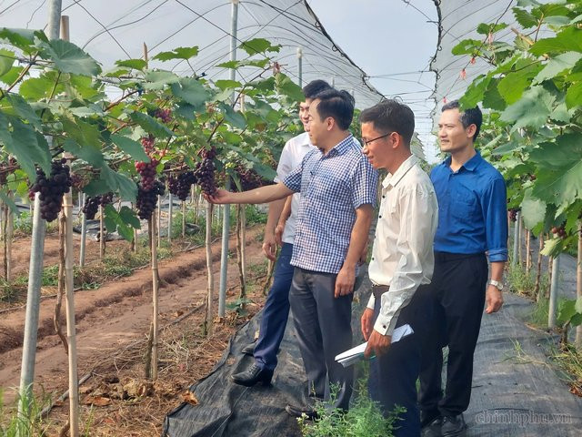 Hà Nội đã hình thành nhiều vùng nông sản an toàn, mang lại giá trị kinh tế cao. Ảnh: chinhphu.vn/Thiện Tâm