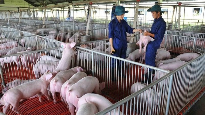 Thị trường heo hơi miền Bắc thiết lập mặt bằng giá mới