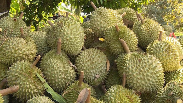 Giá sầu riêng hôm nay 24/9: Ổn định