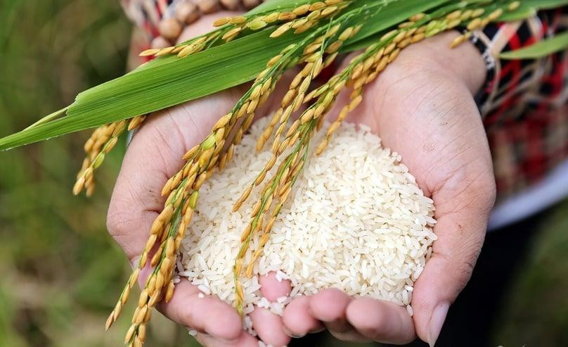 Thị trường gạo nguyên liệu CL 555 và IR 504 duy trì mặt bằng giá mới tại khu vực Đồng bằng sông Cửu Long