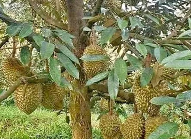 Kiểm soát chất lượng không thể bắt đầu khi quả sầu riêng chuẩn bị xuất khẩu mà phải thực hiện từ sản xuất