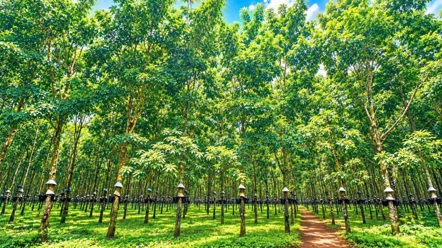 Giá cao su hôm nay 28/9: Đà tăng chiếm ưu thế