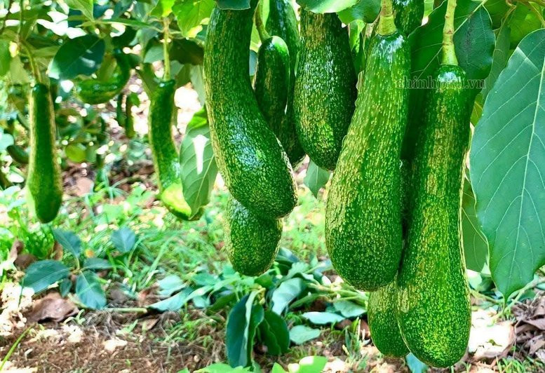Tối ưu hóa giá trị chuỗi cung ứng ngành rau quả thông qua công nghệ chế biến