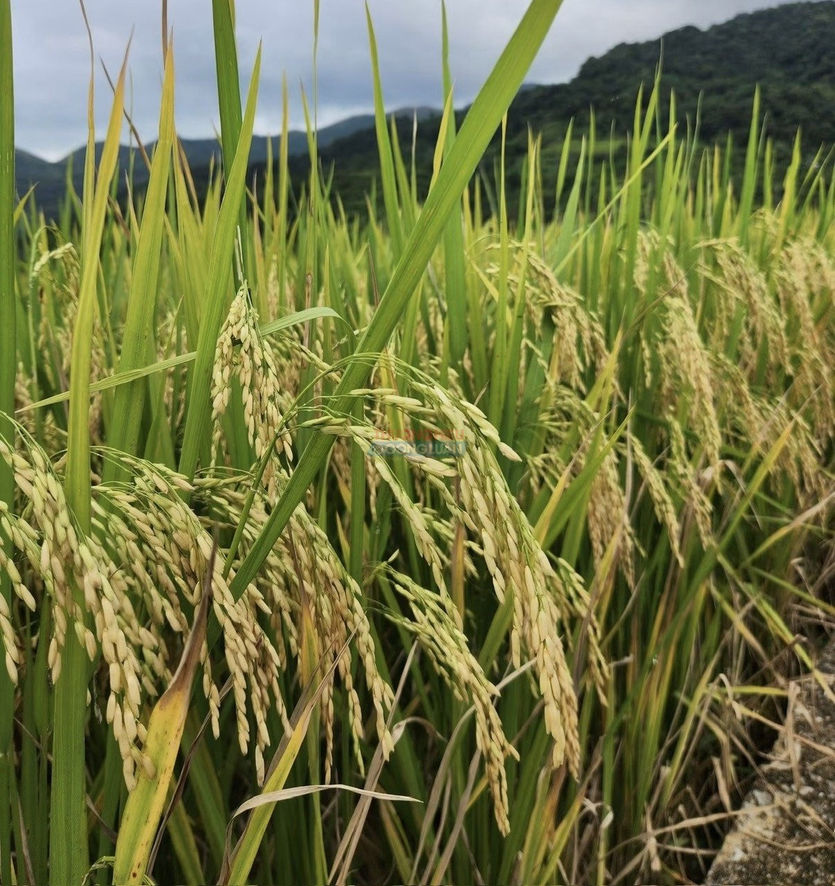Nguồn cung lúa Thu Đông dần xuất hiện tại Đồng bằng sông Cửu Long