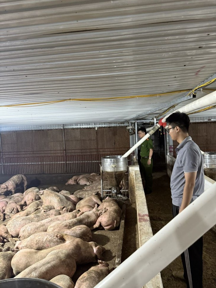 Ngăn chặn 102 con lợn nhiễm bệnh tai xanh đang đưa về Hà Nội tiêu thụ- Ảnh 1.