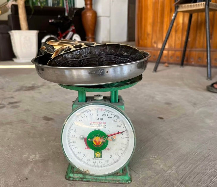 Phát hiện cặp rùa quý hiếm khi cuốc đất trong vườn - Ảnh 2.