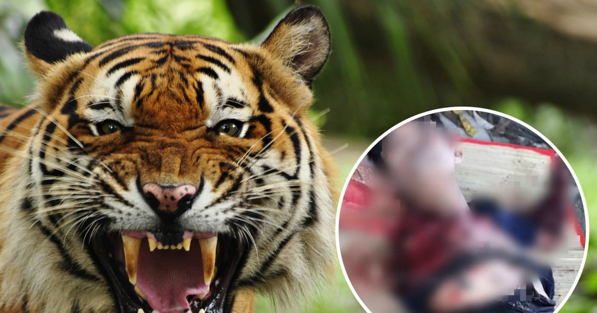 Những vụ hổ tấn công người gây chấn động ở Việt Nam