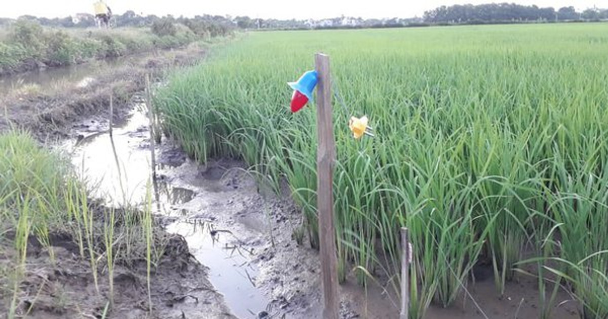 Đi bắt cá trong đêm ngoài cánh đồng, một thanh niên bị điện giật tử vong