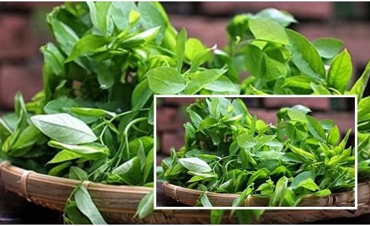 Bỏ sót những thông tin này, bạn có thể sẽ phải thót tim khi ăn rau ngót