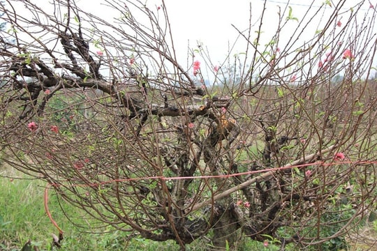 Hàng trăm gốc đào bị kẻ xấu chặt phá trong đêm, thiệt hại gần một tỷ đồng