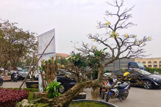 Ngắm cây Mai tiến Vua gần trăm tuổi "hét" giá 5 tỉ đồng
