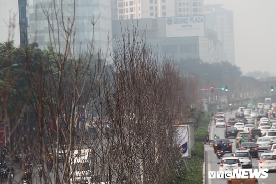 Ảnh: Hàng lá phong đỏ xơ xác khiến chủ tịch Hà Nội lên tiếng