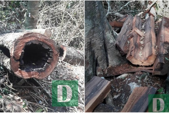 Xót xa những hình ảnh rừng gỗ quý ở Phong Nha - Kẻ Bàng bị "xẻ thịt"