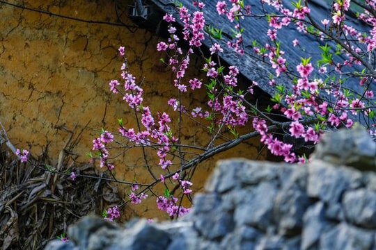 Những khoảnh khắc đẹp nao lòng khiến ai cũng muốn ghé thăm Hà Giang vào tháng 3