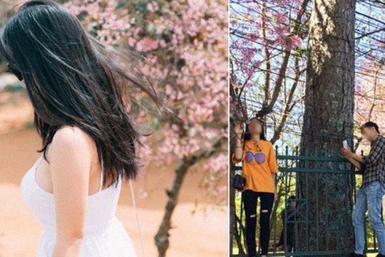 Dân mạng bất bình vì hành động thiếu văn minh của bạn trẻ khi đến Đà Lạt ngắm mai anh đào