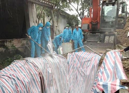 Ngăn chặn dịch tả lợn Châu Phi lây lan vào phía Nam