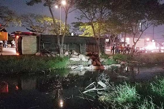 Tránh người, xe tải mất lái bị lật làm chục con heo đổ tràn xuống đại lộ