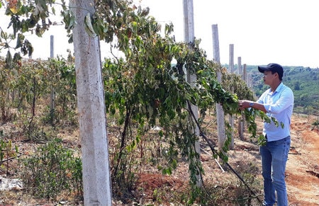 Gần 2000 nghìn gốc chanh gần đến vụ thu hoạch bị kẻ gian nhẫn tâm phá sạch