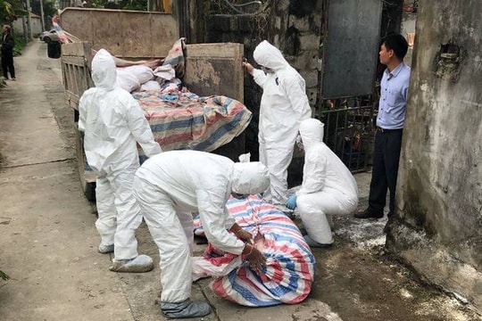 Hà Nam: Tiêu hủy 521 con lợn do dịch tả lợn Châu Phi