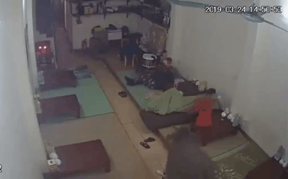 Hy hữu: Giữa Hà Nội, trâu hung hãn xông vào nhà dân húc người