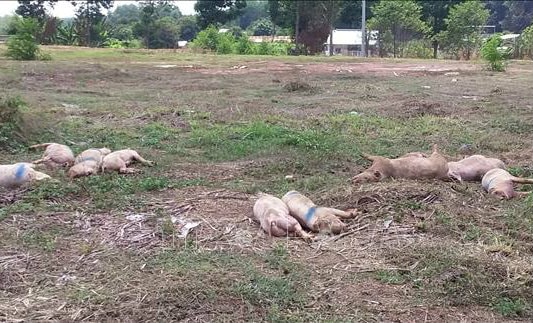 Cả chục con lợn chết bệnh, đã bốc mùi bị vứt ngay cạnh đường quốc lộ