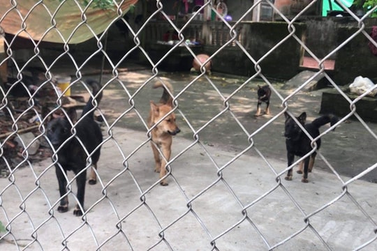 Ảnh: Cận cảnh đàn chó tấn công bé trai 7 tuổi tử vong thương tâm ở Hưng Yên