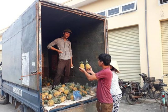 Giá dứa "rơi" xuống mức kỷ lục, rẻ ngang cốc trà đá