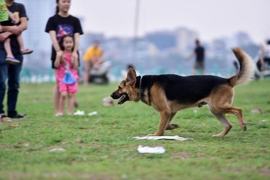 Ảnh: Nguy hiểm rình rập khi người dân Hà Nội quen thả rông chó không rọ mõm